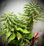 Monadenium schubei (Euphorbia schubei)