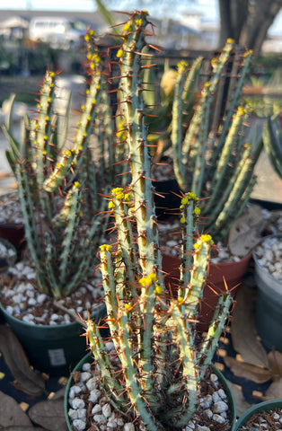 Euphorbia aeruginosa | 2.5” Pots Size