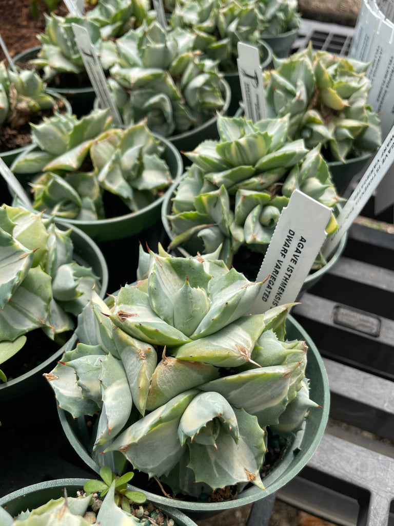 Agave isthmensis Shoji-raijin Dwarf Variegated 4