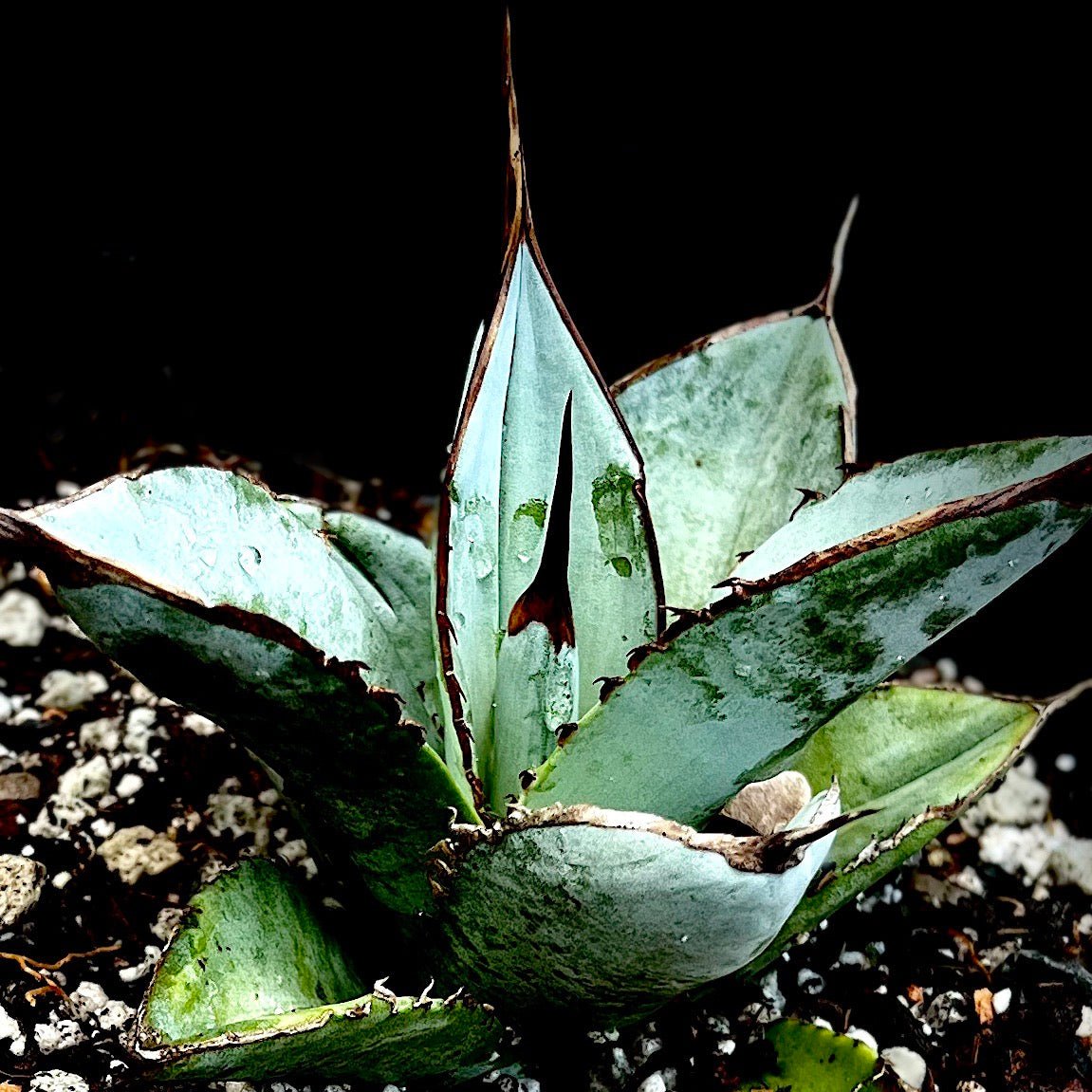 Agave titanota Rancho Tamboro ~ Type Locality ~ Blue Form