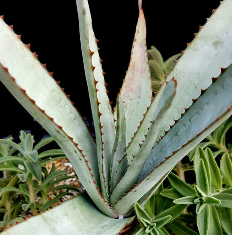 Aloe capitata v quartziticola Seed Grown Madagascar Aloe