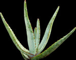 Aloe capitata v quartziticola Seed Grown Madagascar Aloe