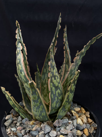 Aloe hybrid Krakatoa 4"