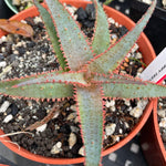 Aloe Hybrid 'Puppy Teeth' Exclusive Paradise Found Nursery Aloe Hybrid Series - Paradise Found Nursery