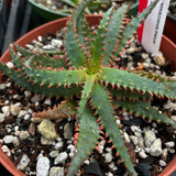 Aloe Hybrid 'Vivacious Prick'  Exclusive Paradise Found Nursery Aloe Hybrid Series