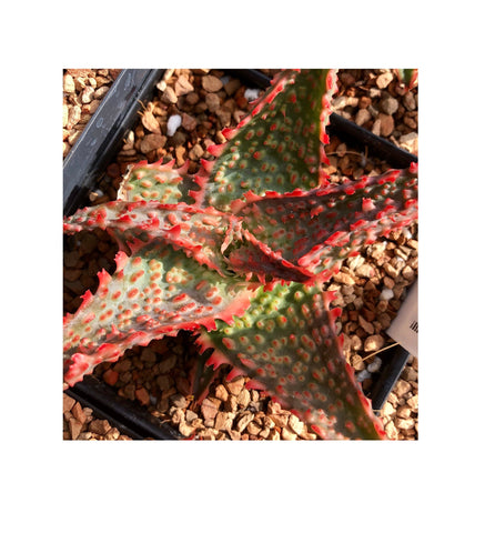 Aloe Oik