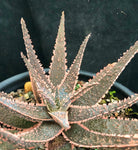 Aloe Purple Haze 5"