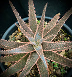 Aloe Purple Haze 5"