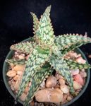 Aloe Stefan Uyehara Hybrid 180623