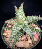 Aloe Stefan Uyehara Hybrid 180623