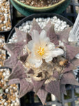 Ariocarpus Retusus SEEDLINGS 3" pots Seven Star Cactus Living Rock - Paradise Found Nursery