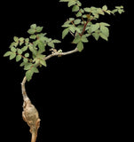 Bursera cf aptera | Rare New World Frankincense Tree | Paradise Found Nursery