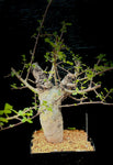 Commiphora humbertii Seed Grown Myrhh Family Bonsai Tree