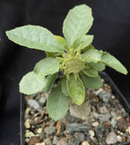 Dorstenia sp nova 10341 | 2" pots Seed Grown | Caudex Plant