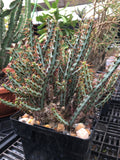 Euphorbia aeruginosa | 2.5” Pots Size