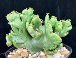 Euphorbia alluaudii Crested Form (synonym Euphorbia leucodendron) - Paradise Found Nursery