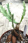 Euphorbia buruana | 3” pots | Caudex Medusioid Euphorbia