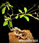 Euphorbia mahabobokensis Rare Madagascar Caudex Plant | Rare