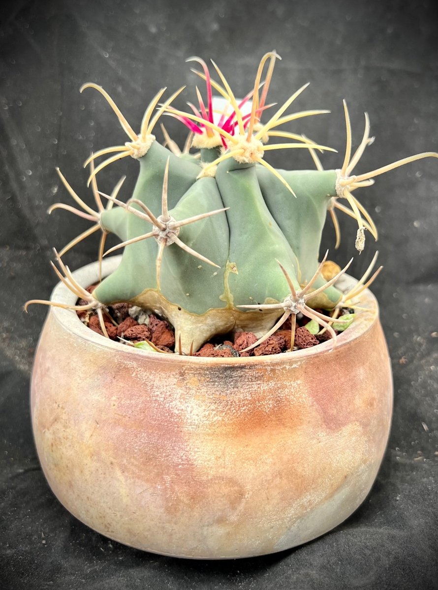 Ferocactus emoryi Emorys bačvasti kaktusFerocactus emoryi Emorys bačvasti kaktus  