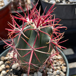 Ferocactus gracilis | Devil's Tongue Barrel Cactus