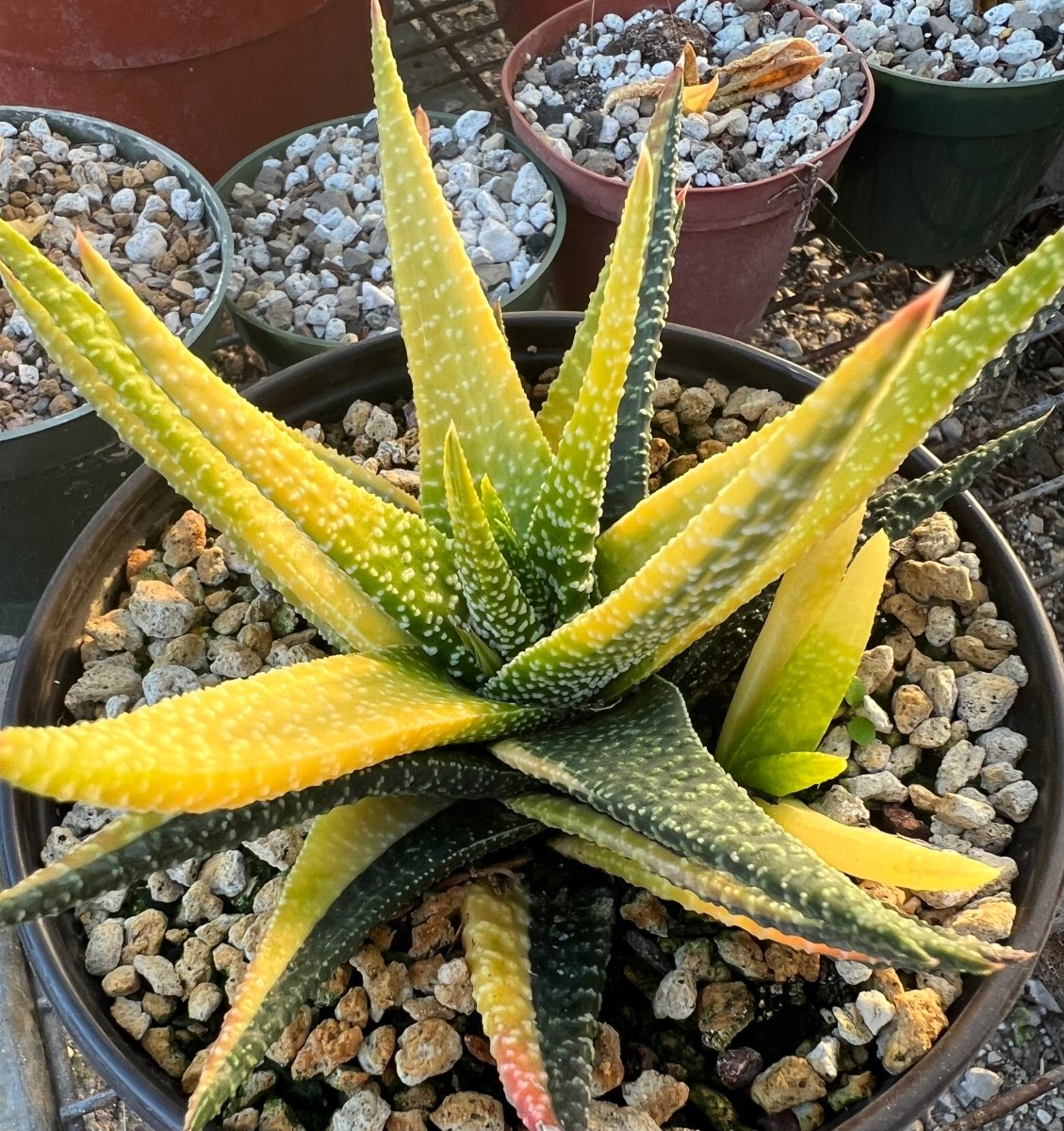 Haworthia Limifolia Var Striata Lace Aloe Variegated White Aloe Plant Ribbed