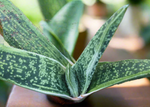 Gasteria Little Warty 4" Ox Tongue Succulent Hybrid - Easy Plant Ox Tongue Succulent