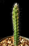 Harrisia aboriginum Prickly Apple Cactus Florida Native Endangered Species - Paradise Found Nursery