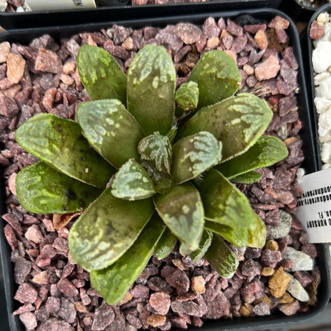 Haworthia Cv Harlekin (truncata maughnii hybrid) Renny Wong Collector Hybrid - Paradise Found Nursery