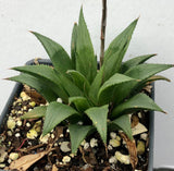 Haworthia mirabilis var heidelbergensis 3"