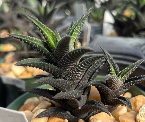 Haworthia nigra 4"