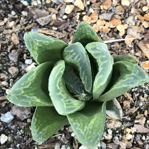 Haworthia truncata 'Green Rose' 4"