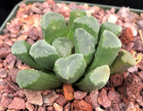 Haworthia truncata v maughnii 3"