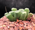 Haworthia truncata v maughnii 3"