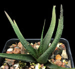 Haworthiopsis sordida