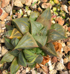 Haworthia mirabilis cv 'Bat Wings' 3”