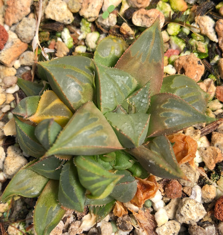 Haworthia mirabilis cv 'Bat Wings' 3”