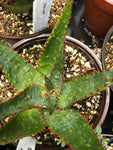 Aloe AJR