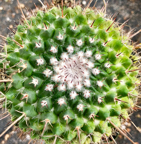 Mammillaria atroflores