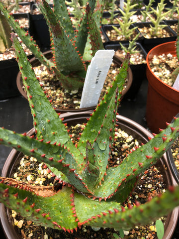 Aloe AJR