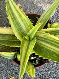 Aloe maculata variegated Tiger Taffy  Variegated Aloe