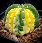 Echinopsis subdenudata variegated 4"