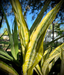 Sansevieria cv Yellowstone