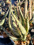 Aloe hybrid Krakatoa 4"