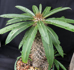 Pachypodium lamerei | Seed Grown 1 gallon | Madagascar Palm