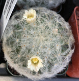 Mammillaria plumosa 3"