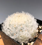 Mammillaria plumosa 3"