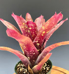 Neoregelia 4"