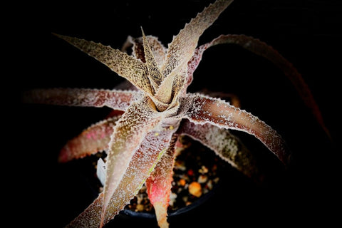 Orthophytum gurkenii Cv Warren Loose Terrestrial Bromeliad