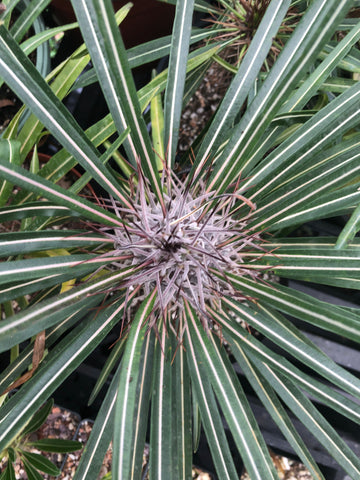 Pachypodium mikea 4” Pots | Seed Grown Madagascar Palm