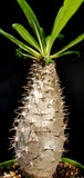 Pachypodium lamerei ihosy